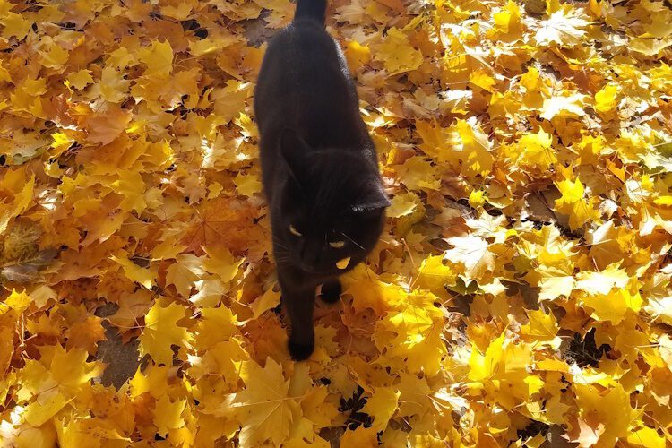 black cat walking over a carpet of golden leaves