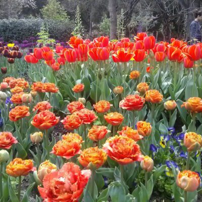 What Bulbs to Plant Now for Gorgeous Spring Color