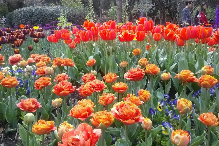 garden full of colorful tulips