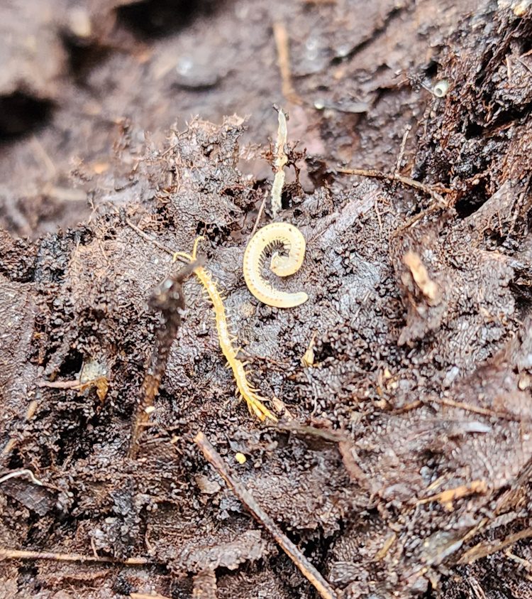 immature worm and centipede in leaf mold