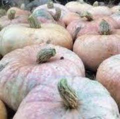 lower salmon river winter squash