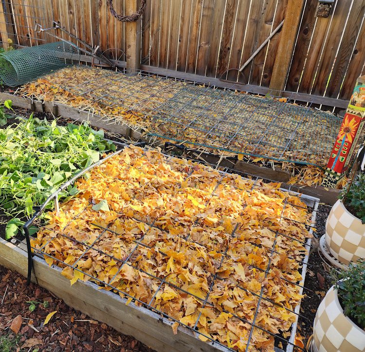 mesh fencing and cattle panels on top of raised beds with leaf mulch