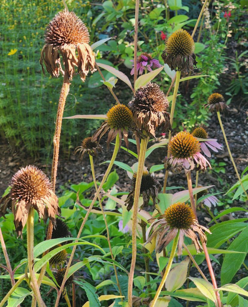 coneflower seed heads in the garden
