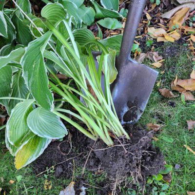 Fall Perennial Care: What to Prune and Divide Now