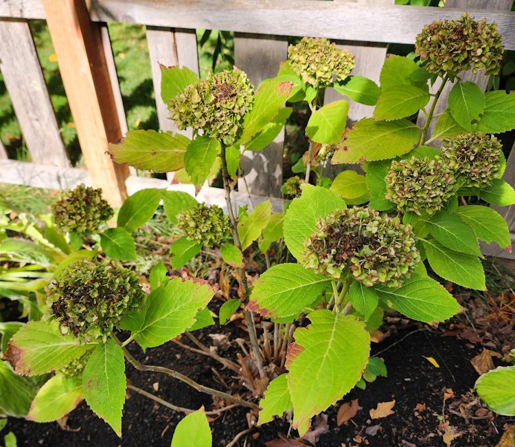 hydrangea plant in the fall with spent flower heads