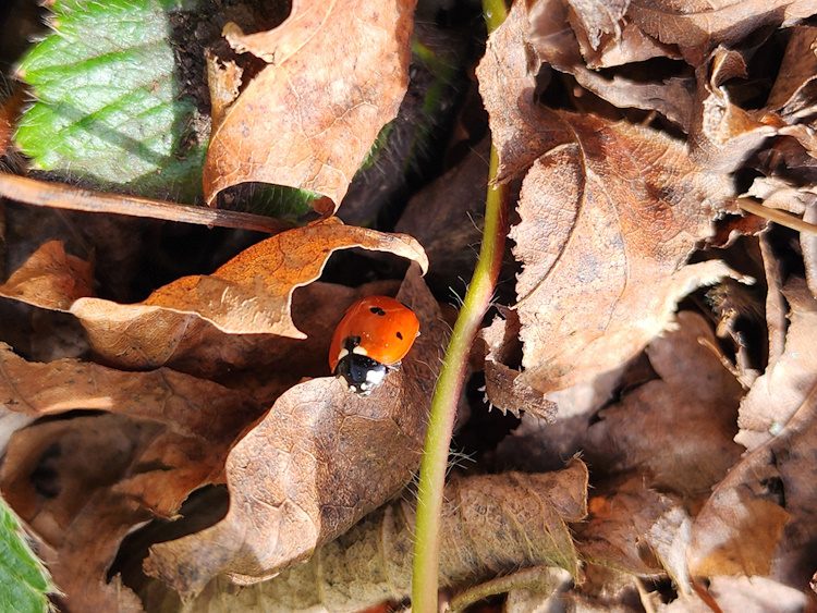 ladybug in fall leaves