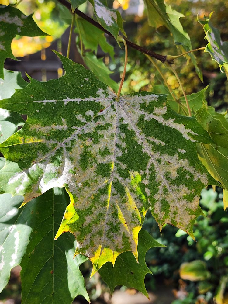 powdery mildew on green maple leaf on the tree