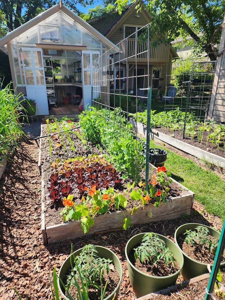 a raised garden bed and greenhouse in background