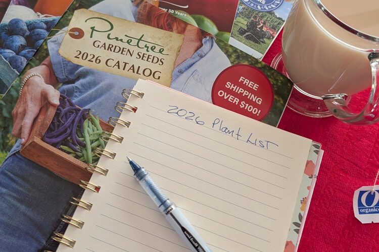 seed catalogs, open garden journal, hot tea on a table