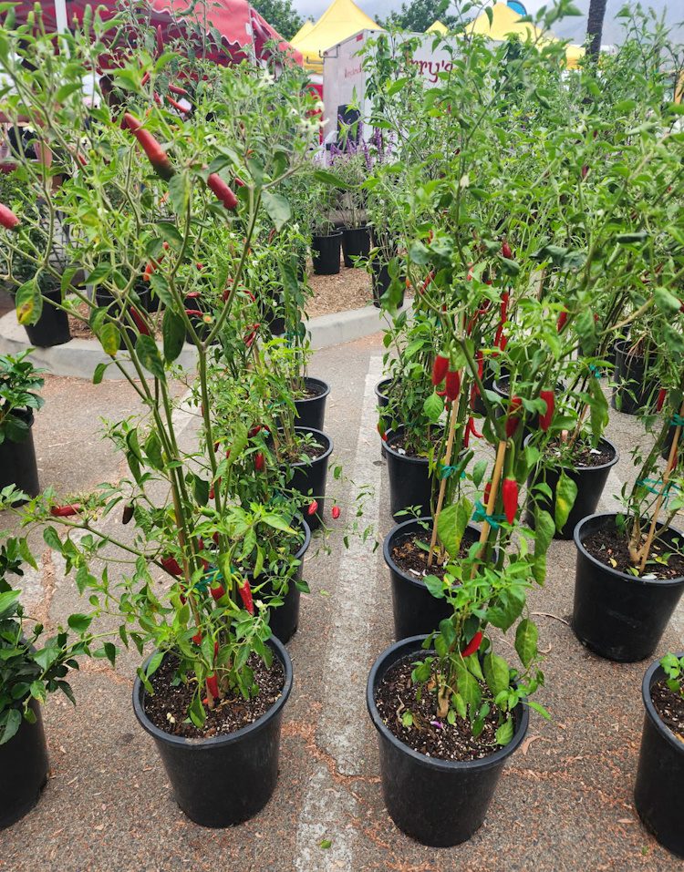 rows of potted chili plants trained to grow like trees