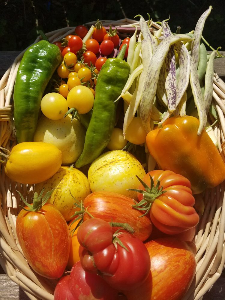 basket full of heirloom vegetables -- tomatoes, peppers, cucumbers, beans