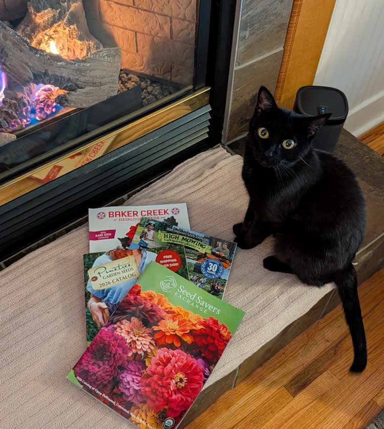 cat on fireplace hearth with seed catalogs