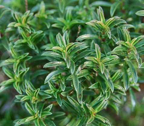 evergreen winter savory