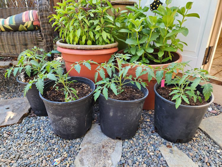 four tomato plants growing in pots