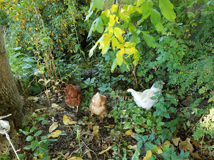 chickens in brush