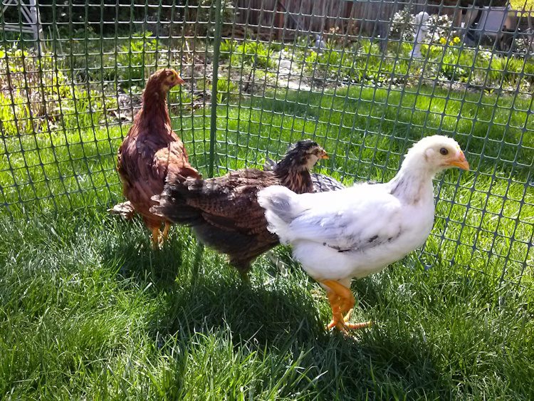 young chickens in a pen