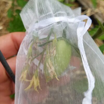 How To Plan a Seed-Saving Garden (Without Losing Your Mind)