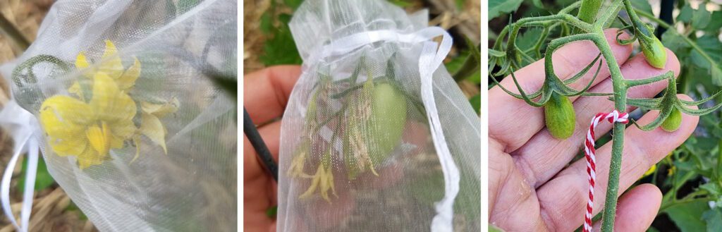 blossom bags in use in the garden
