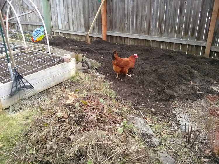 chicken scratching in soil