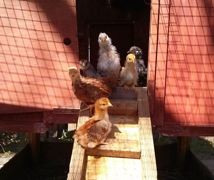 a group of chicks looking out a coop door