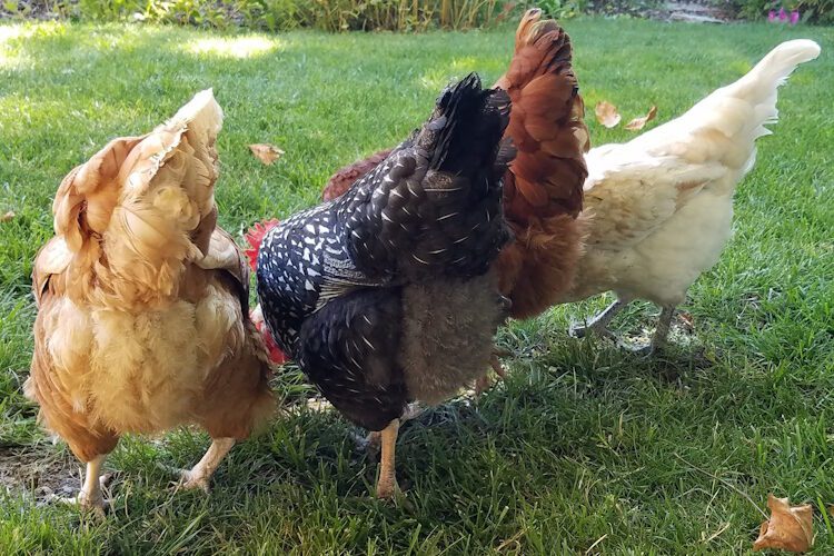 fluffy butt chickens