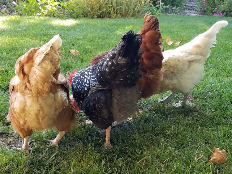 fluffy butt chickens
