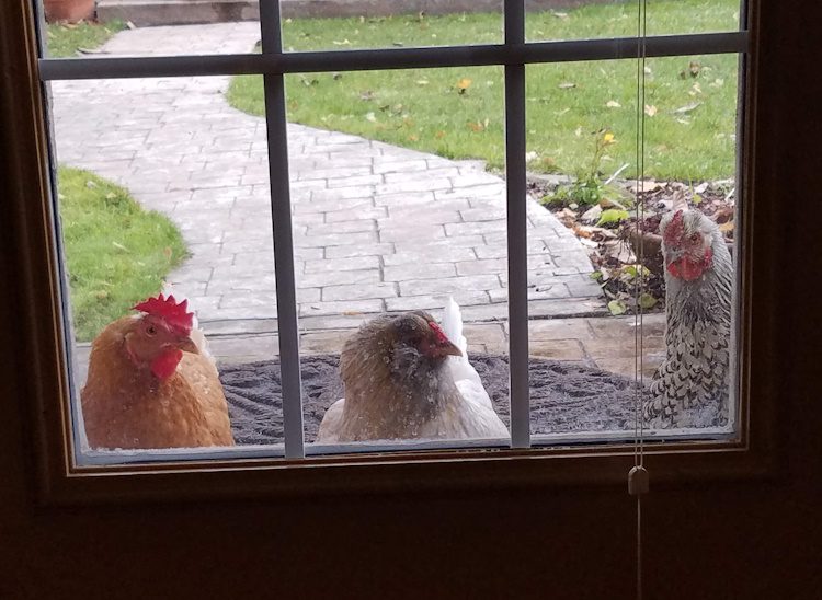 chickens looking in a window