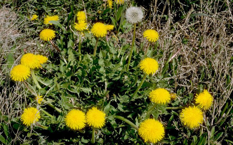 dandelions