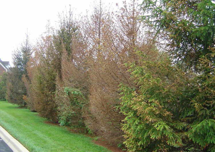 herbicide damage to trees