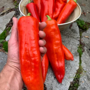 ros de mallorca pepper