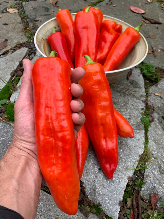 ros de mallorca pepper