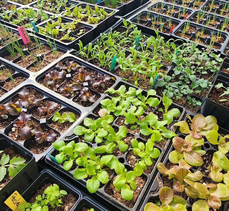 an assortment of cool-season vegetable seedlings