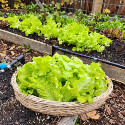 lettuce plants and harvested lettuce in a basket