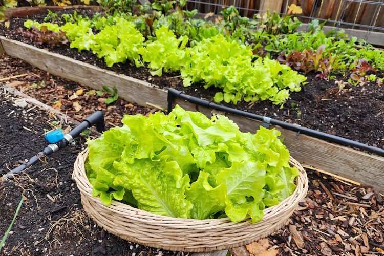 lettuce plants and harvested lettuce in a basket