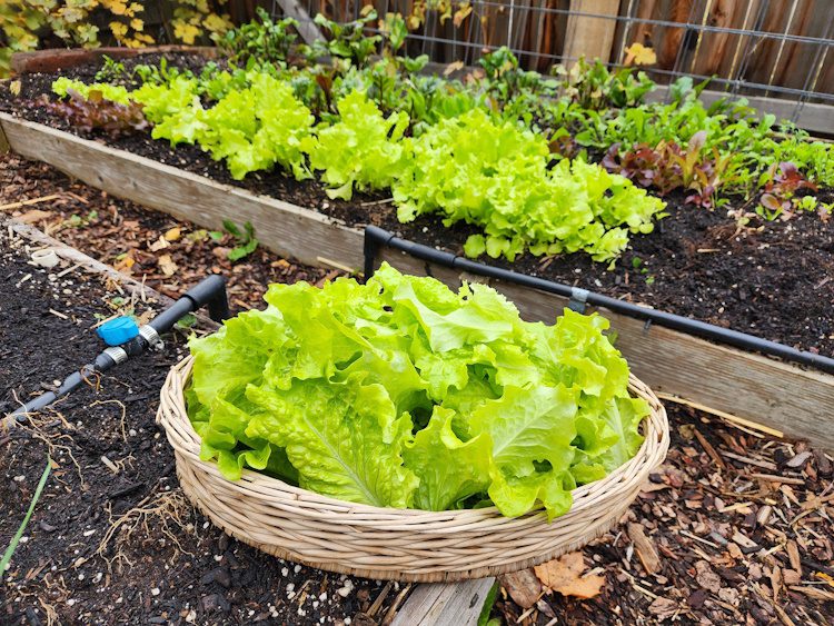 lettuce plants and harvested lettuce in a basket