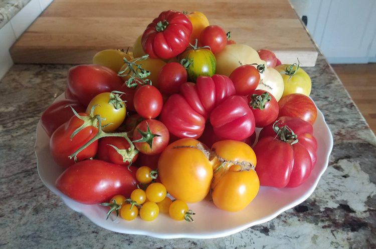 a platter of ripe tomatoes in various colors and shapes