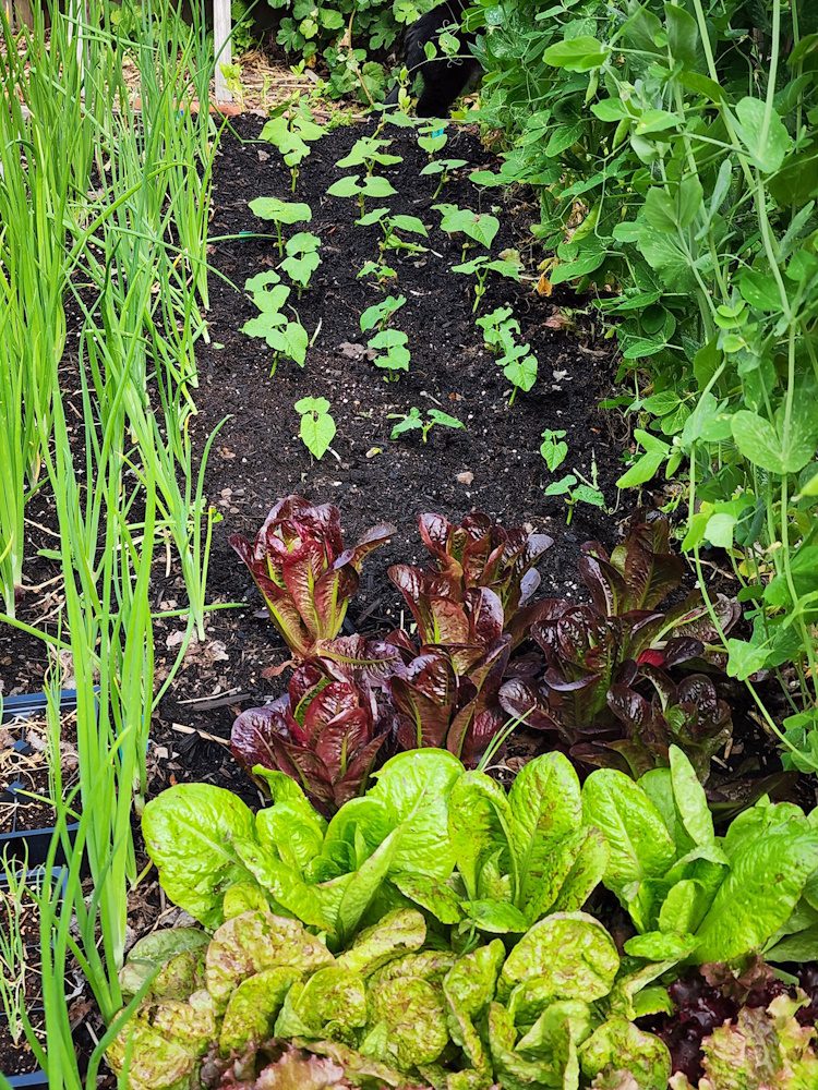 late spring garden showing lettuce and beans
