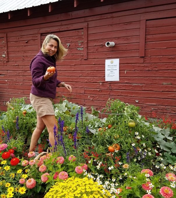 gardener holding a tomato in a garden