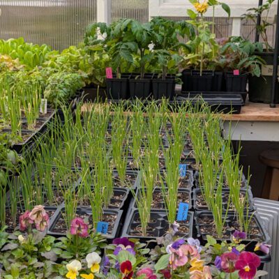 Heirlooms and GMOs: Why I’m Growing Both This Year