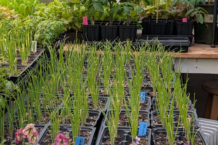 secret in the greenhouse