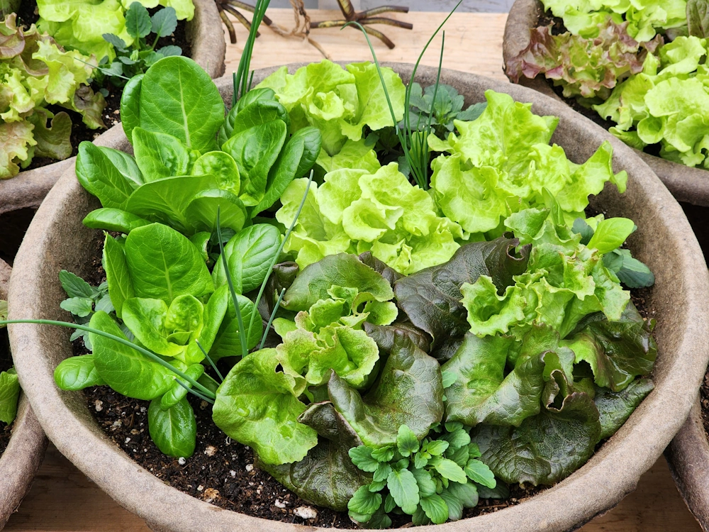 planter bowl filled with lettuce