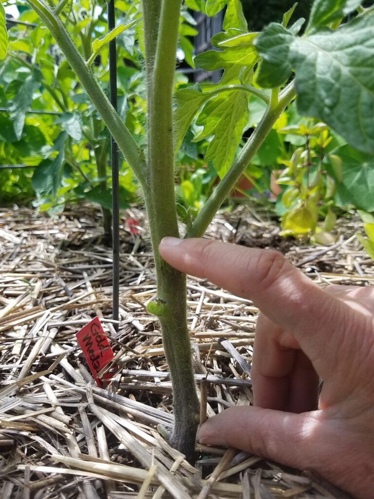 pruned tomato plant