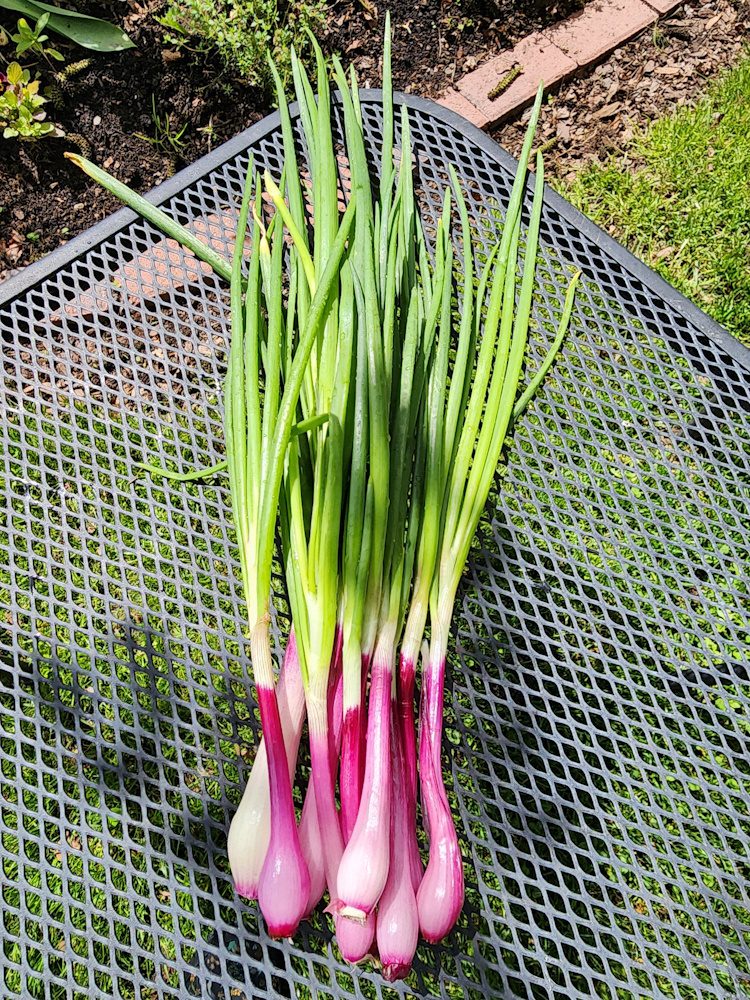 harvested red bunching onions on a table