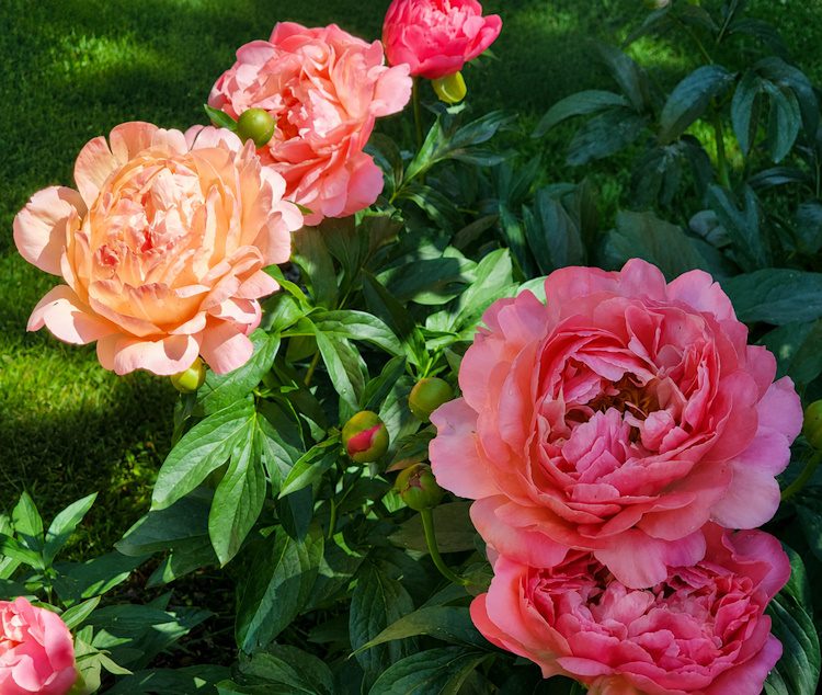 coral colored peonies in full bloom in the garden