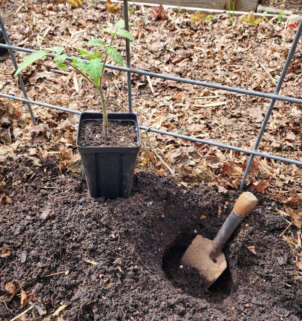 tomato transplant with a trowel and dug hole