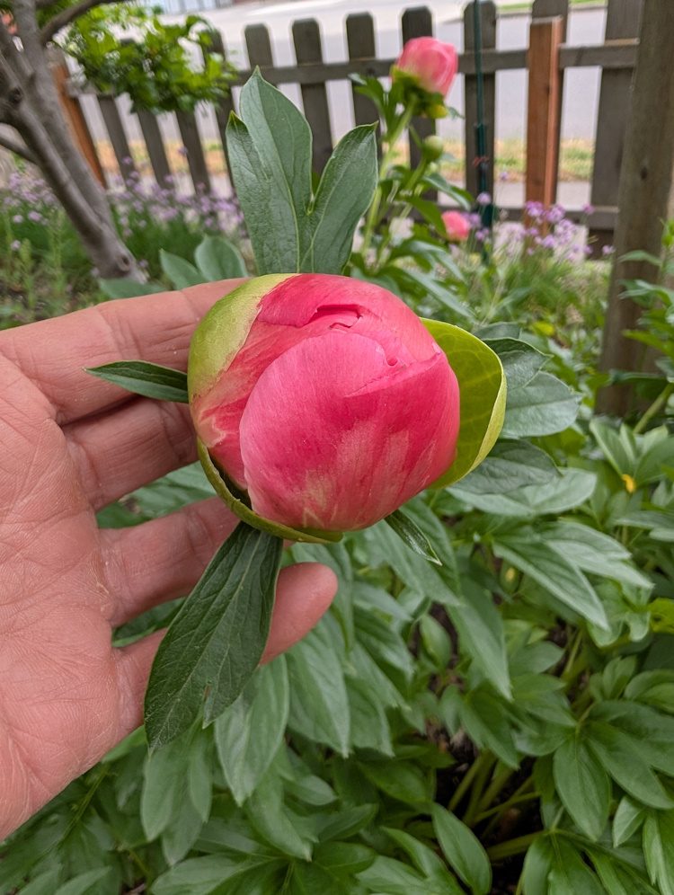 peony bud in the marshmallow stage