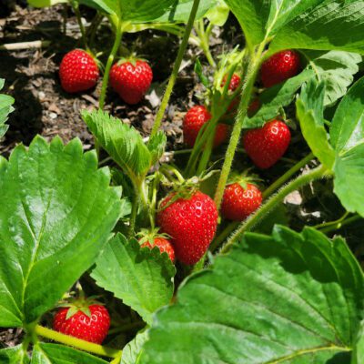 The Dirty Dozen and How to Grow Cleaner Food At Home