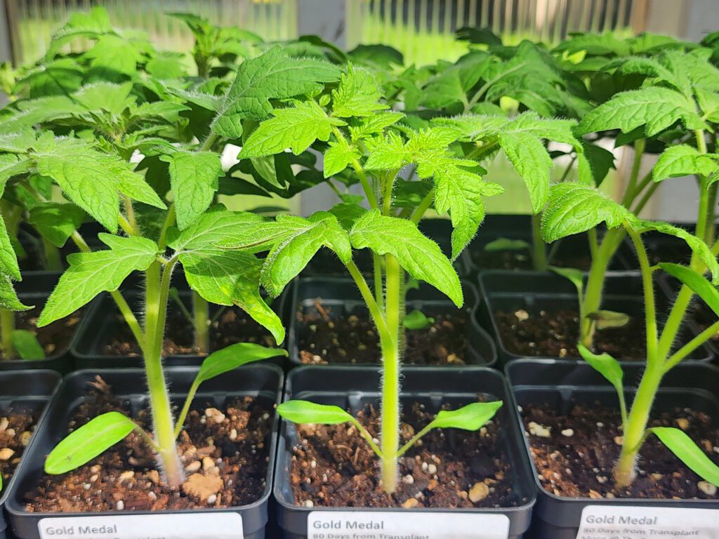 tomato seedling