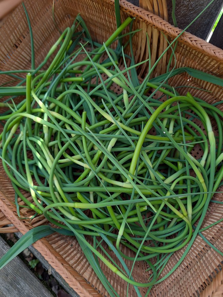 garlic scapes in a basket