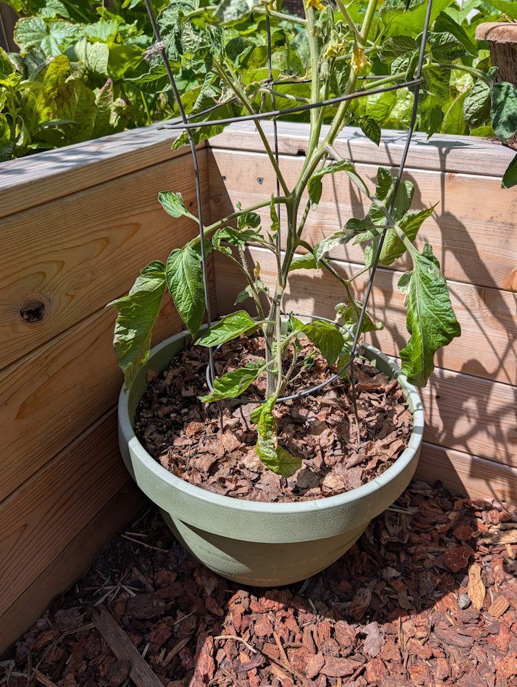 leaf mulch in a pot with a tomato plant growing